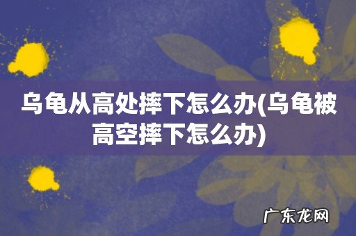 乌龟被高空摔下怎么办 乌龟从高处摔下怎么办