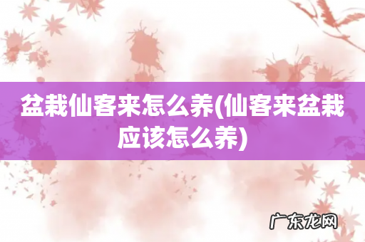 仙客来盆栽应该怎么养 盆栽仙客来怎么养