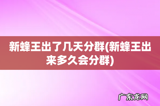 新蜂王出来多久会分群 新蜂王出了几天分群