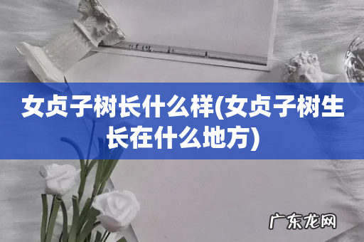 女贞子树生长在什么地方 女贞子树长什么样