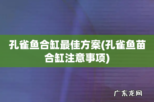 孔雀鱼苗合缸注意事项 孔雀鱼合缸最佳方案