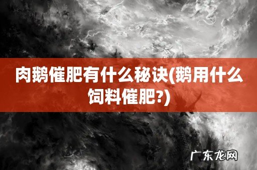 鹅用什么饲料催肥? 肉鹅催肥有什么秘诀