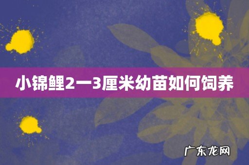 小锦鲤2一3厘米幼苗如何饲养