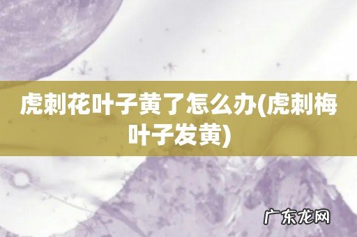 虎刺梅叶子发黄 虎刺花叶子黄了怎么办