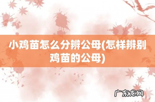 怎样辨别鸡苗的公母 小鸡苗怎么分辨公母