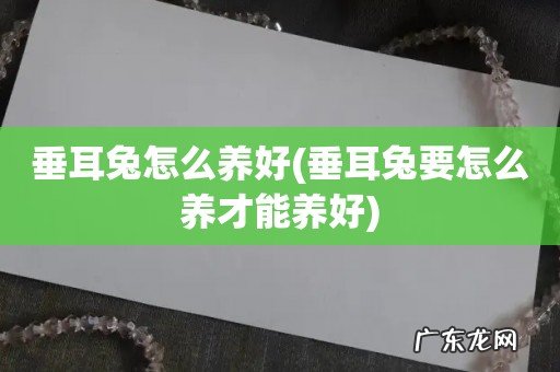 垂耳兔要怎么养才能养好 垂耳兔怎么养好