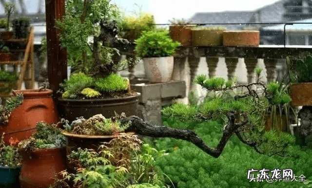 花园洋房顶楼露台好吗 顶跃带露台还是一楼带花园好