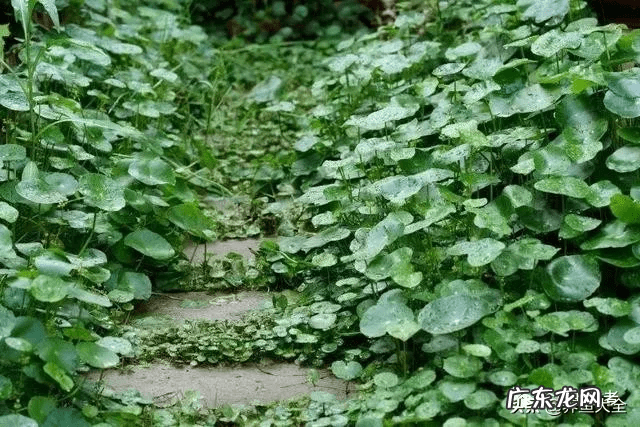 花园洋房顶楼露台好吗 顶跃带露台还是一楼带花园好