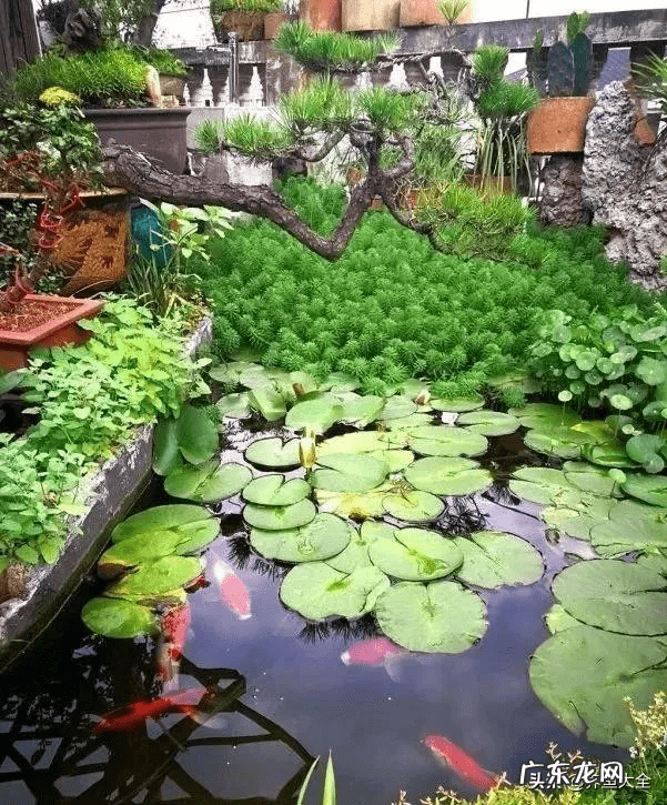 花园洋房顶楼露台好吗 顶跃带露台还是一楼带花园好