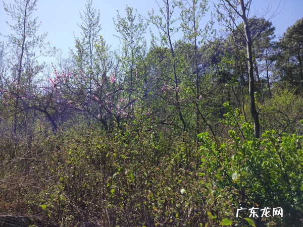 阳宅乙辛兼卯酉风水如何 乙辛兼卯酉风水如何