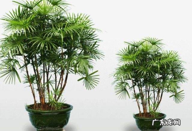 棕竹客厅摆放风水 棕竹有什么风水作用