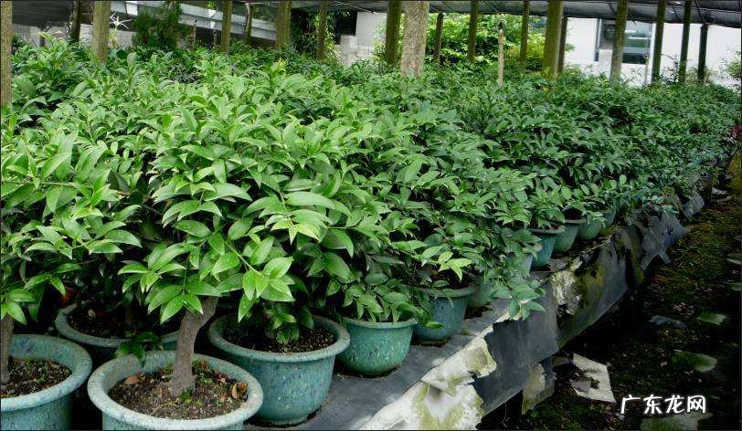 棕竹客厅摆放风水 棕竹有什么风水作用