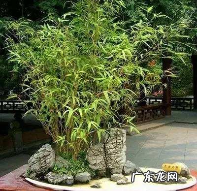 棕竹客厅摆放风水 棕竹有什么风水作用