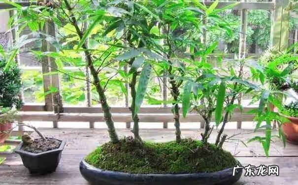 棕竹客厅摆放风水 棕竹有什么风水作用