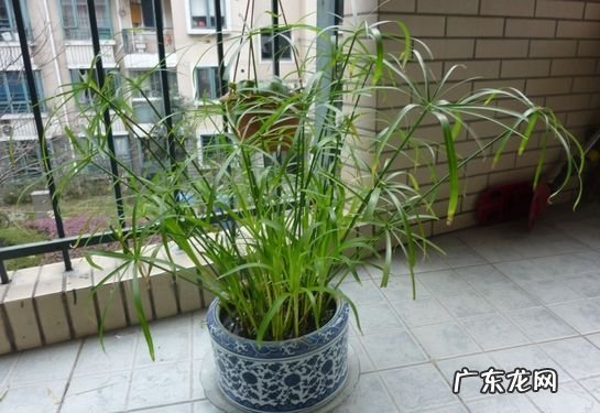 棕竹客厅摆放风水 棕竹有什么风水作用