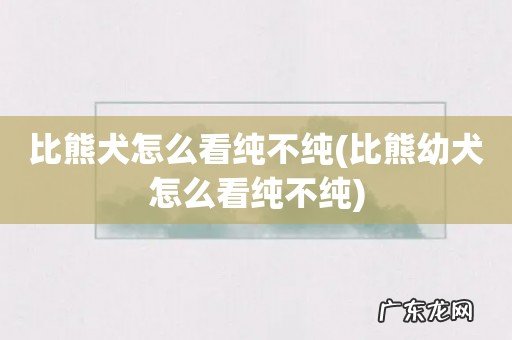 比熊幼犬怎么看纯不纯 比熊犬怎么看纯不纯