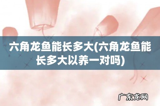 六角龙鱼能长多大以养一对吗 六角龙鱼能长多大