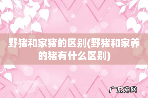 野猪和家养的猪有什么区别 野猪和家猪的区别