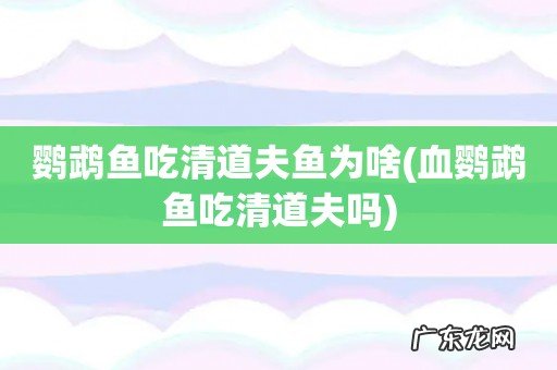 血鹦鹉鱼吃清道夫吗 鹦鹉鱼吃清道夫鱼为啥