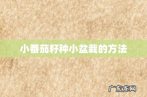 小番茄籽种小盆栽的方法