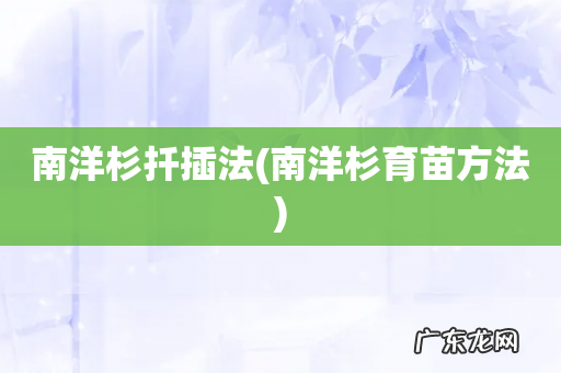 南洋杉育苗方法 南洋杉扦插法