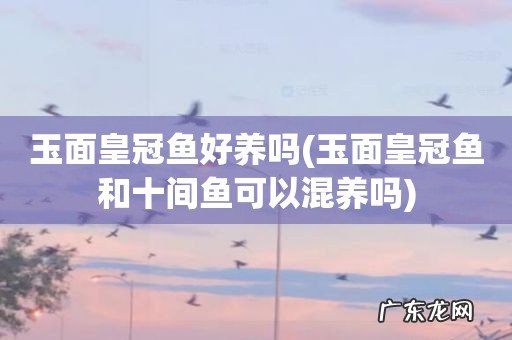 玉面皇冠鱼和十间鱼可以混养吗 玉面皇冠鱼好养吗
