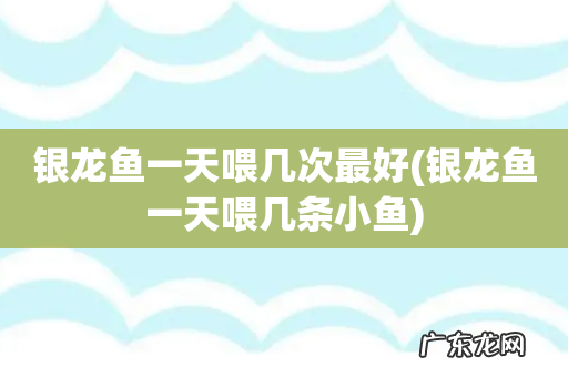 银龙鱼一天喂几条小鱼 银龙鱼一天喂几次最好