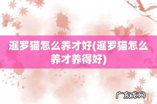 暹罗猫怎么养才养得好 暹罗猫怎么养才好