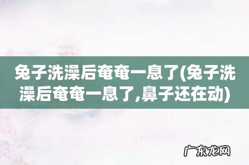 兔子洗澡后奄奄一息了,鼻子还在动 兔子洗澡后奄奄一息了
