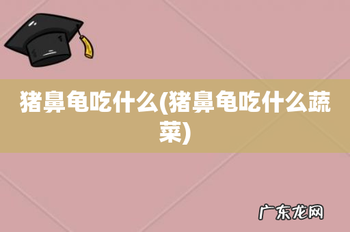 猪鼻龟吃什么蔬菜 猪鼻龟吃什么