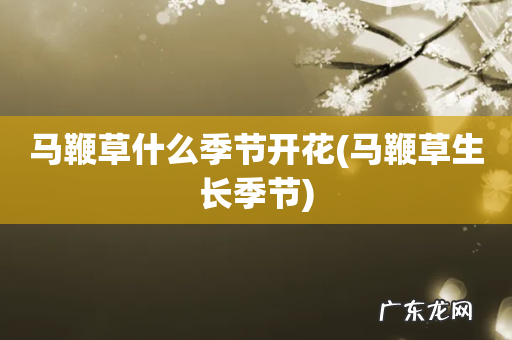 马鞭草生长季节 马鞭草什么季节开花