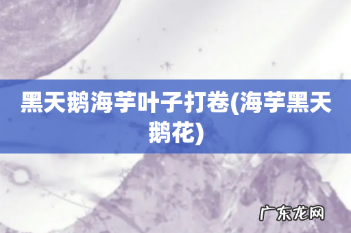 海芋黑天鹅花 黑天鹅海芋叶子打卷