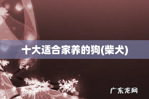 柴犬 十大适合家养的狗