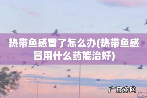 热带鱼感冒用什么药能治好 热带鱼感冒了怎么办