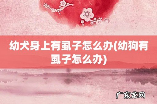 幼狗有虱子怎么办 幼犬身上有虱子怎么办