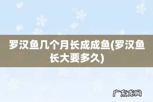 罗汉鱼长大要多久 罗汉鱼几个月长成成鱼