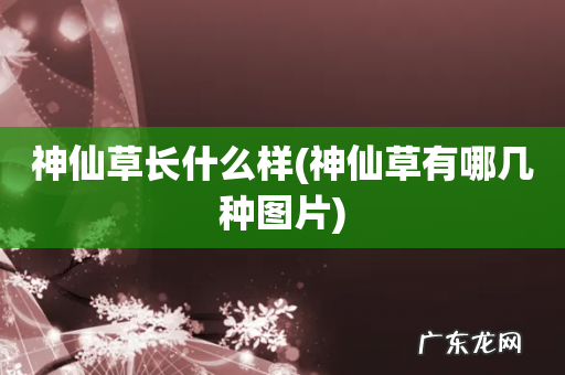 神仙草有哪几种图片 神仙草长什么样