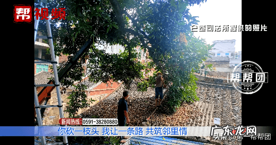 屋后种芒果树风水好吗 风水门前有棵芒果树好不好