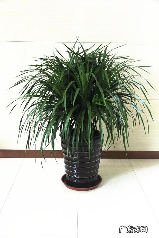 风水中的土龙指的是什么 龙须树用什么土