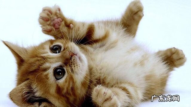 家里可以养猫吗风水 家里养猫风水好吗