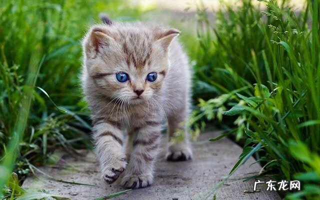 家里可以养猫吗风水 家里养猫风水好吗
