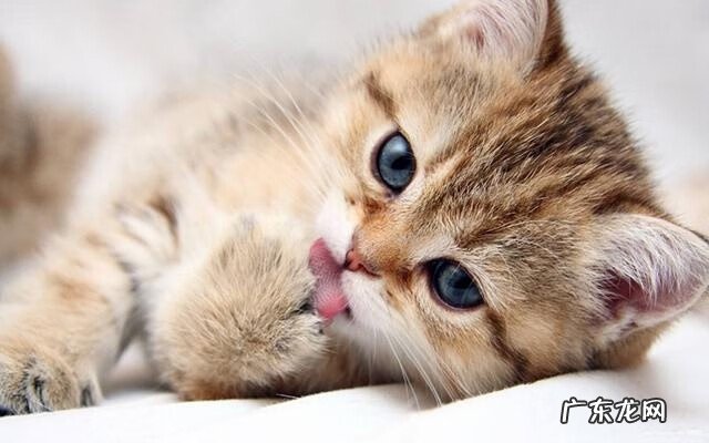 家里可以养猫吗风水 家里养猫风水好吗