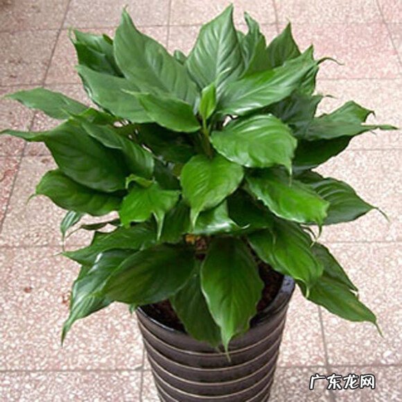 刀把型院子图片 刀片楼的风水