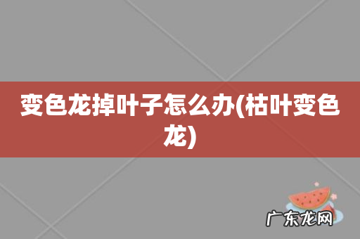 枯叶变色龙 变色龙掉叶子怎么办
