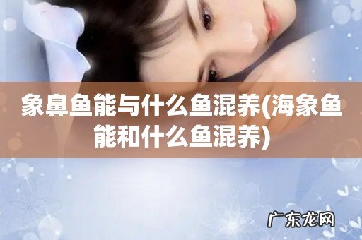 海象鱼能和什么鱼混养 象鼻鱼能与什么鱼混养