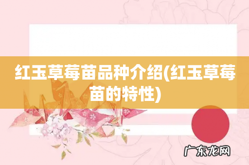 红玉草莓苗的特性 红玉草莓苗品种介绍