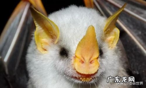 大型白蝙蝠 白色吸血蝙蝠