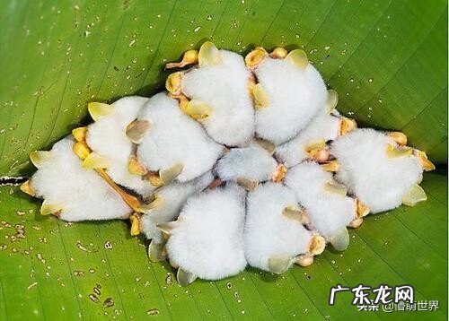 大型白蝙蝠 白色吸血蝙蝠