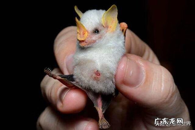 大型白蝙蝠 白色吸血蝙蝠