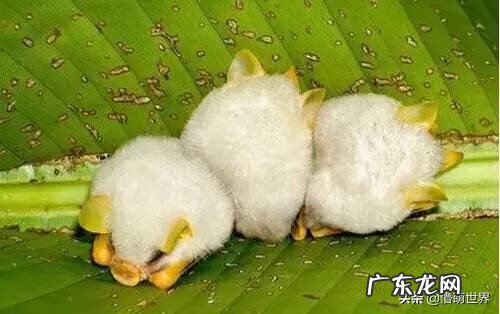 大型白蝙蝠 白色吸血蝙蝠